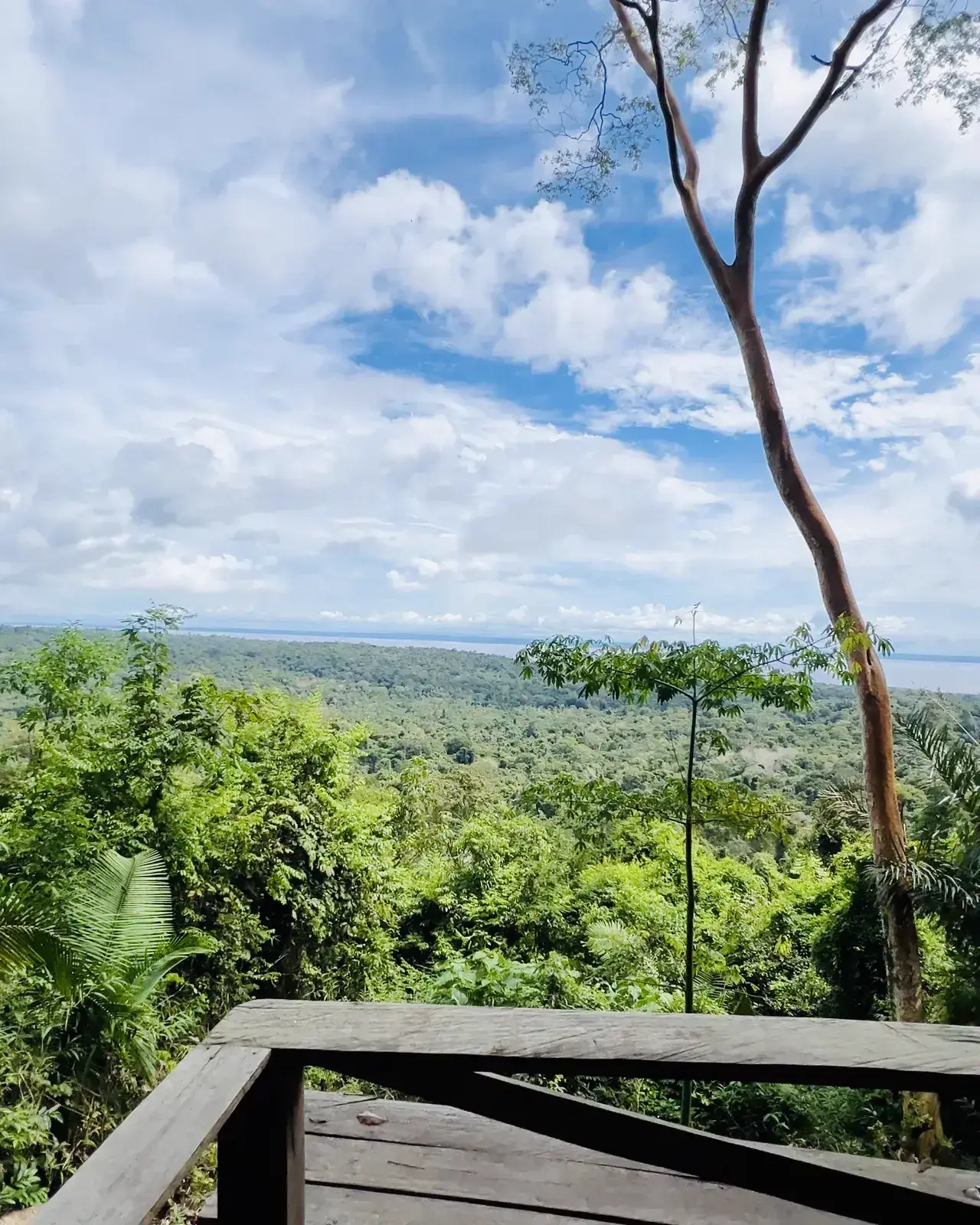 Floresta Nacional do Tapajós