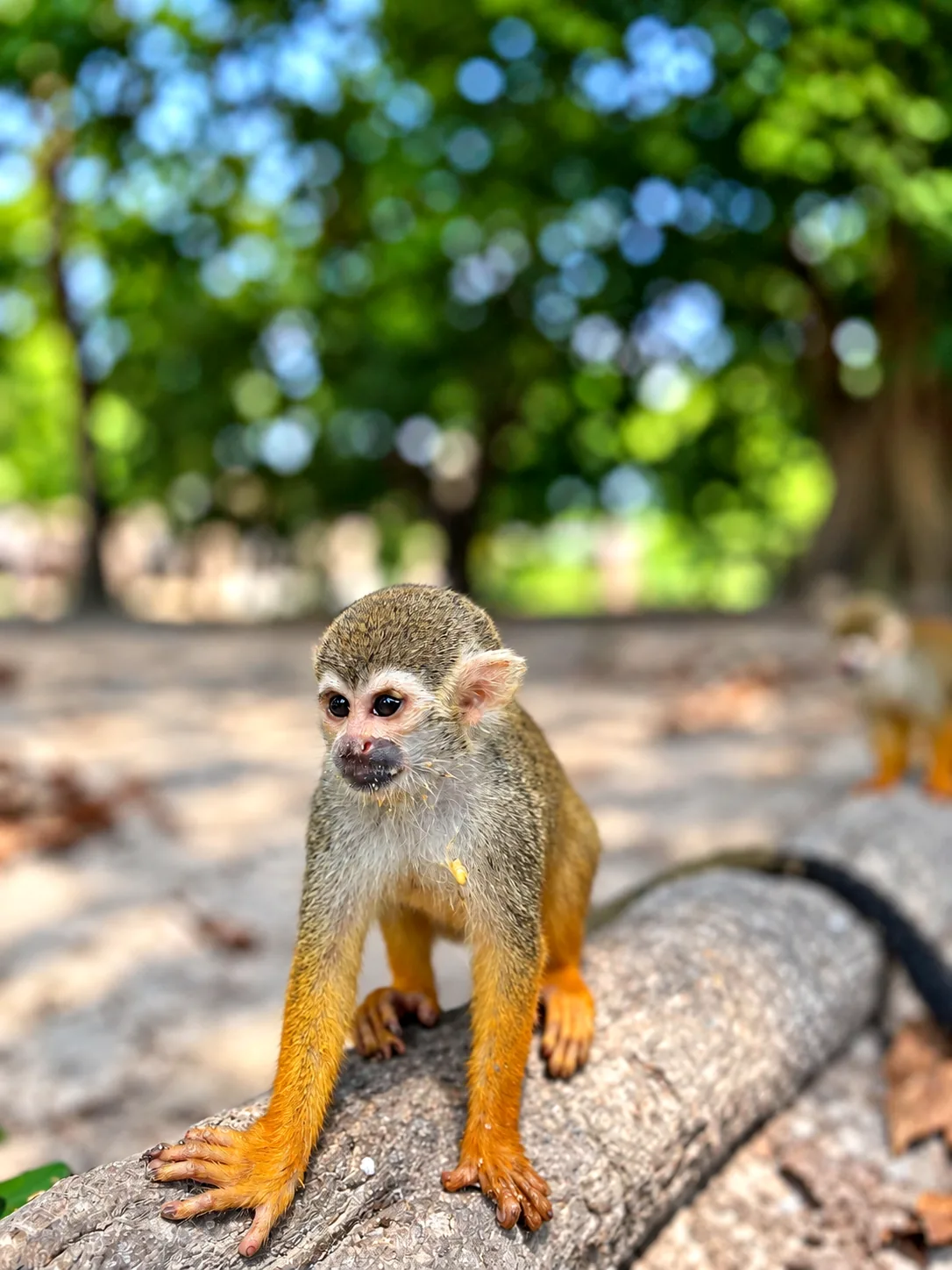 Macaco-de-cheiro no Jari - Sol Ecoturismo Alter do Chão